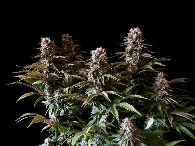 3M 🌮 Mexican Rush. Week 15