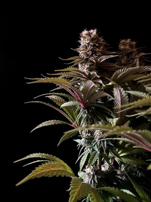 3M 🌮 Mexican Rush. Week 15