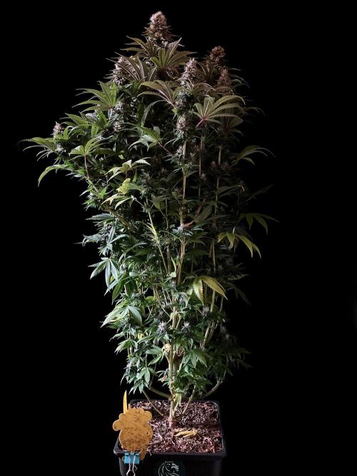 3M 🌮 Mexican Rush. Week 15