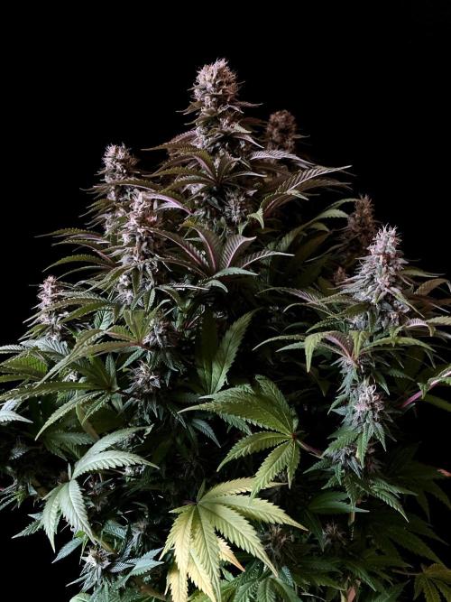 3M 🌮 Mexican Rush. Week 15