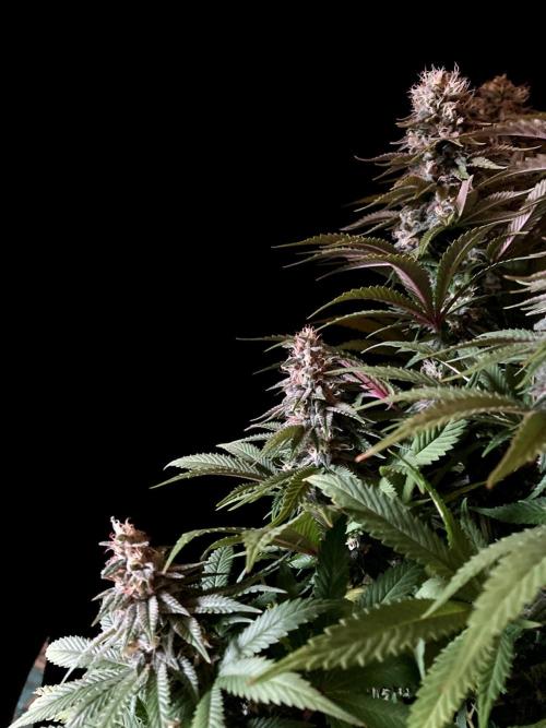 3M 🌮 Mexican Rush. Week 15