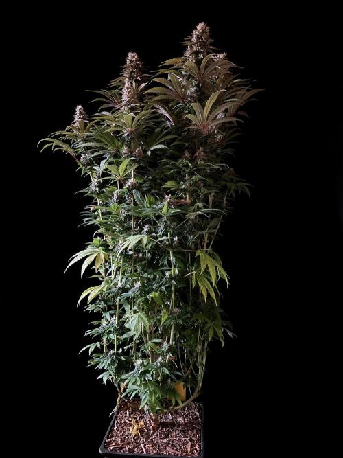 3M 🌮 Mexican Rush. Week 15