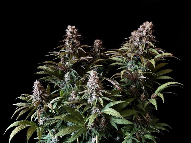 3M 🌮 Mexican Rush. Week 15