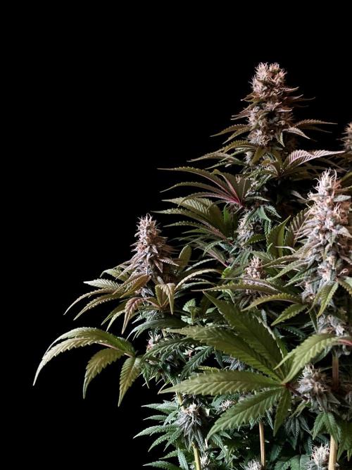 3M 🌮 Mexican Rush. Week 15