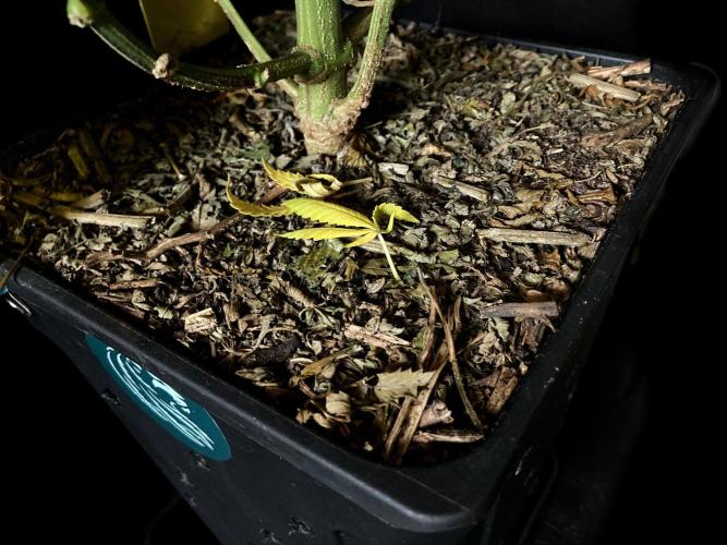 3M 🌮 Mexican Rush. Week 15 - Sacred mulch