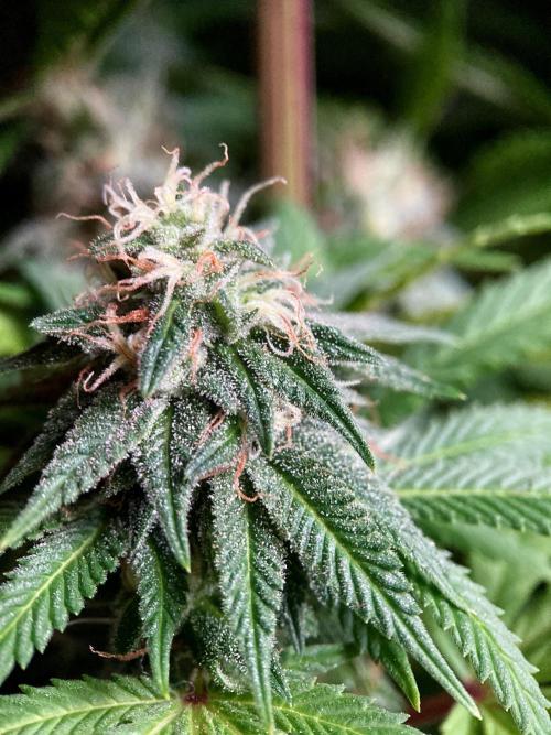3M 🌮 Mexican Rush. Week 15