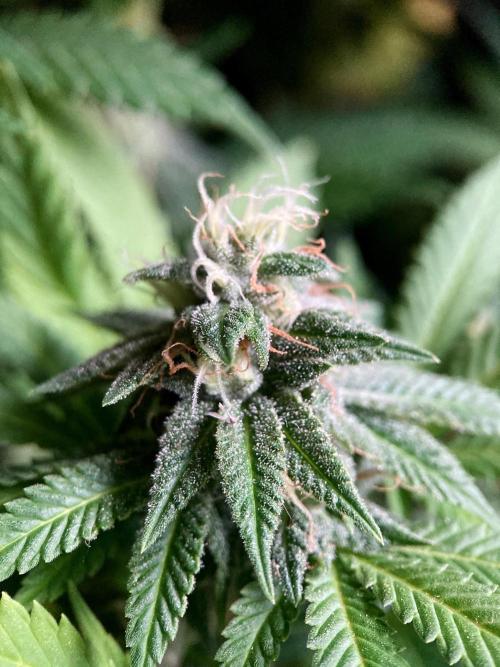 3M 🌮 Mexican Rush. Week 15