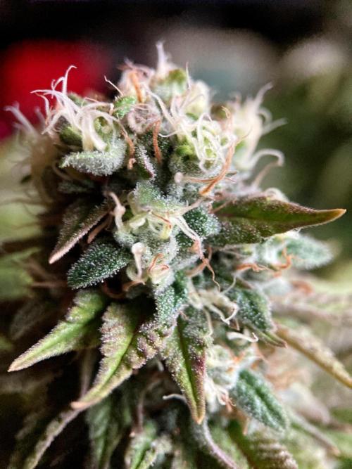3M 🌮 Mexican Rush. Week 15
