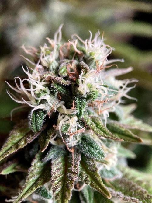 3M 🌮 Mexican Rush. Week 15