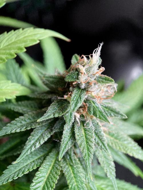 3M 🌮 Mexican Rush. Week 15