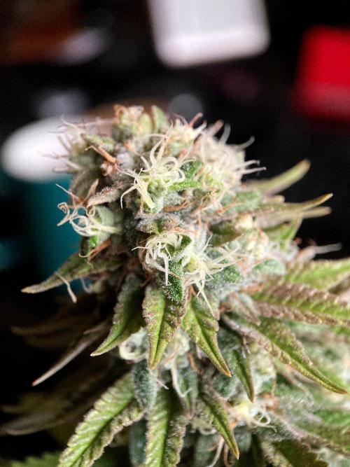 3M 🌮 Mexican Rush. Week 15