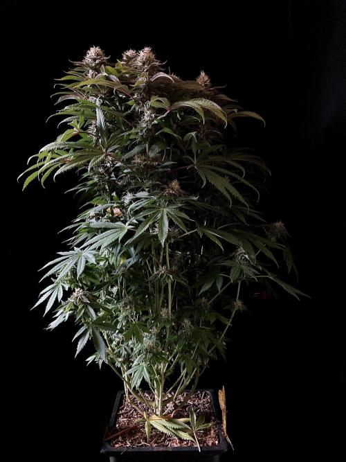 3M 🔺 Tutankhamon. Week 14