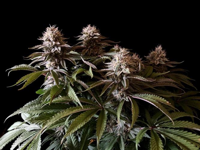 3M 🔺 Tutankhamon. Week 14
