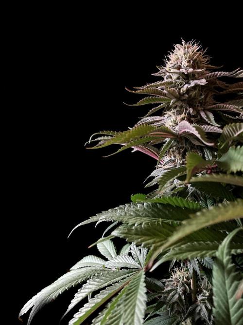 3M 🔺 Tutankhamon. Week 14