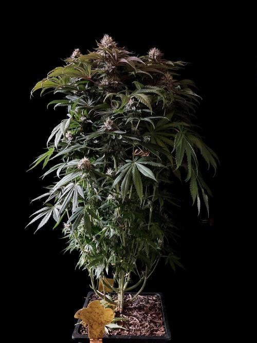 3M 🔺 Tutankhamon. Week 14