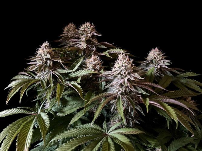 3M 🔺 Tutankhamon. Week 14