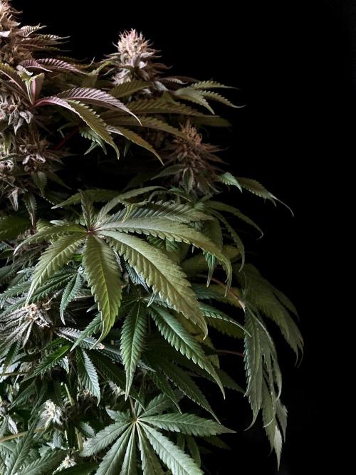 3M 🔺 Tutankhamon. Week 14