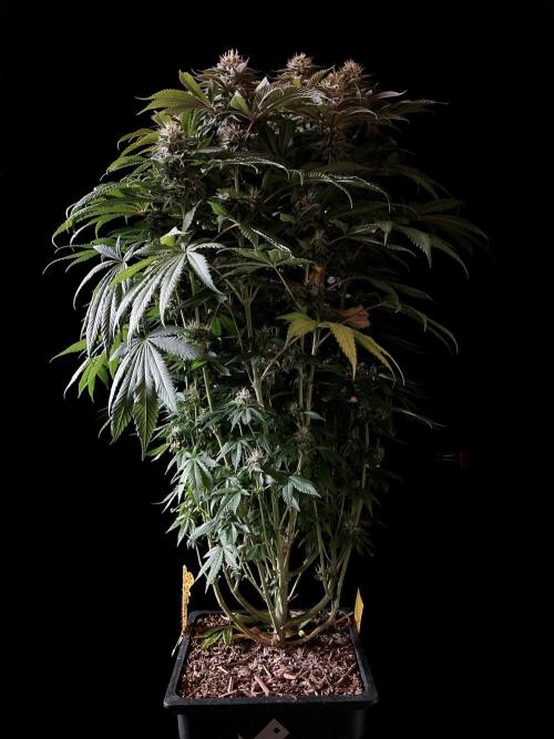 3M 🔺 Tutankhamon. Week 14