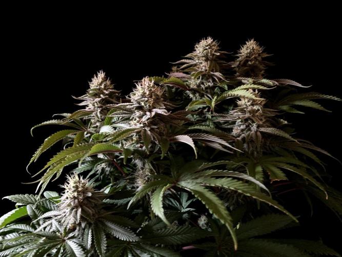 3M 🔺 Tutankhamon. Week 14
