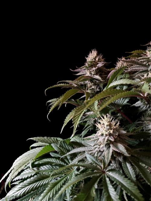 3M 🔺 Tutankhamon. Week 14