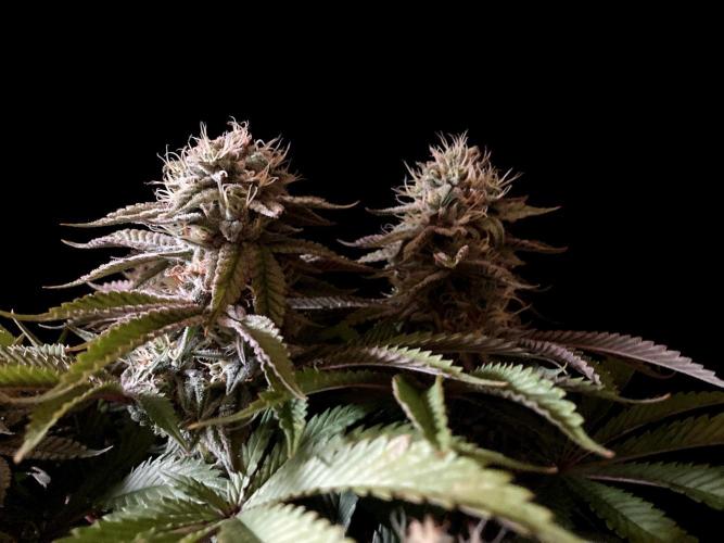 3M 🔺 Tutankhamon. Week 14