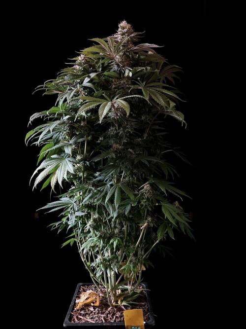 3M 🔺 Tutankhamon. Week 14