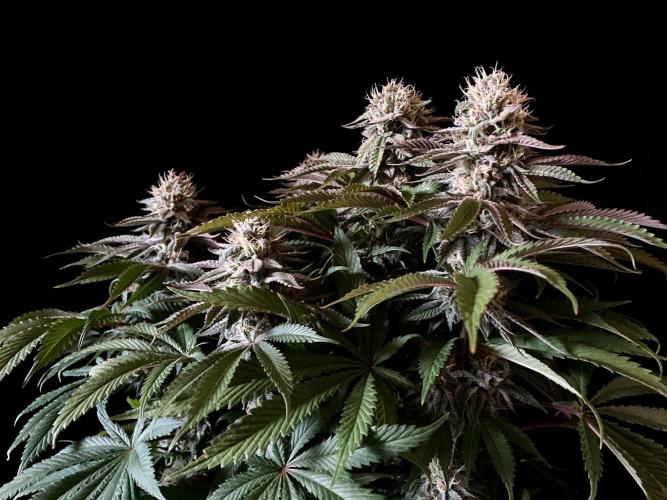 3M 🔺 Tutankhamon. Week 14