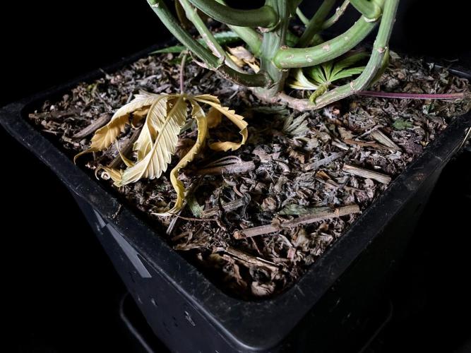 3M 🔺 Tutankhamon. Week 14 - Sacred Mulch