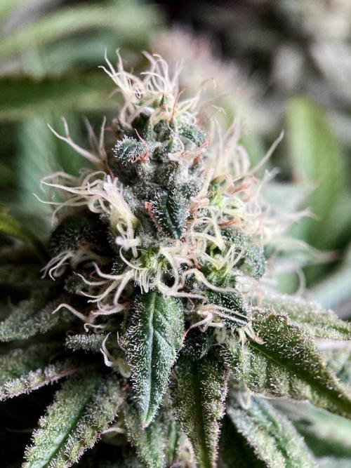 3M 🔺 Tutankhamon. Week 14
