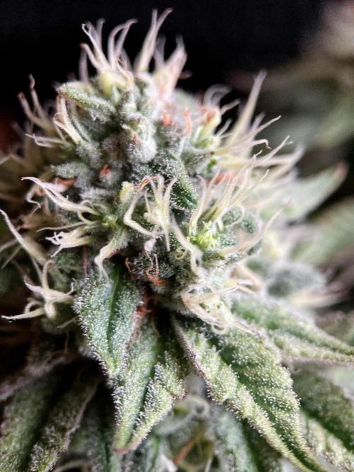 3M 🔺 Tutankhamon. Week 14