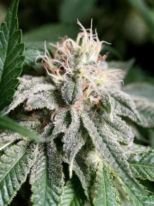 3M 🔺 Tutankhamon. Week 14