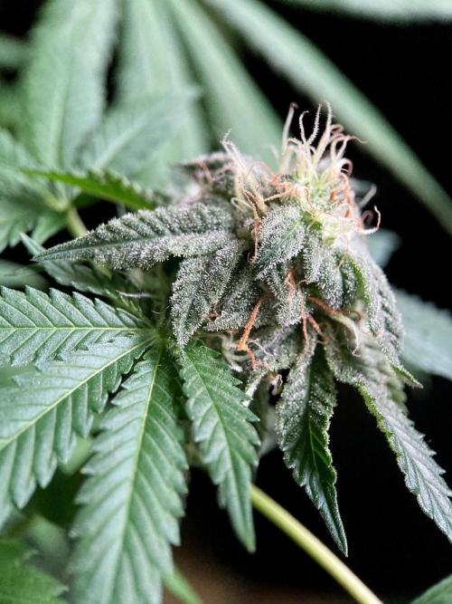 3M 🔺 Tutankhamon. Week 14