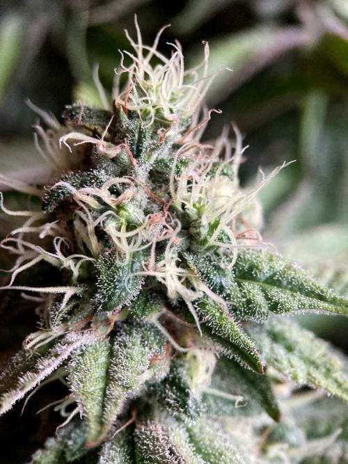 3M 🔺 Tutankhamon. Week 14