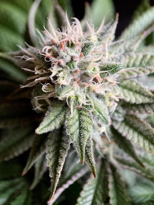 3M 🔺 Tutankhamon. Week 14