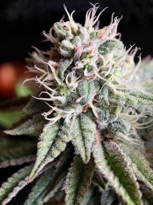 3M 🔺 Tutankhamon. Week 14