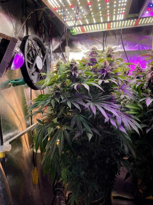 3M 🔺 Tutankhamon. Week 14 - The weekly corner