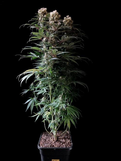 3M 🍁 NL x Thai. Week 13