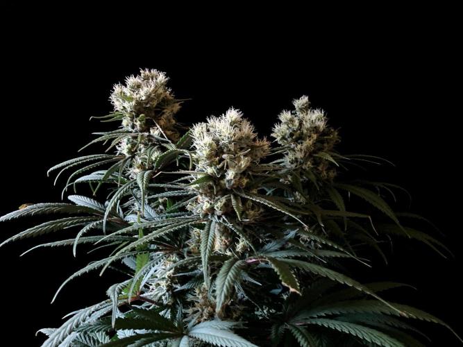 3M 🍁 NL x Thai. Week 13