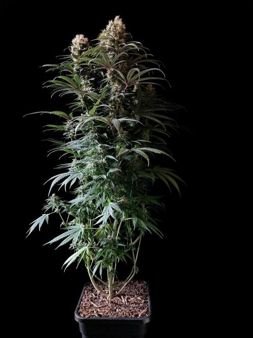 3M 🍁 NL x Thai. Week 13