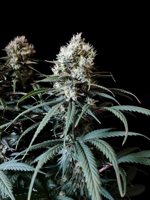 3M 🍁 NL x Thai. Week 13