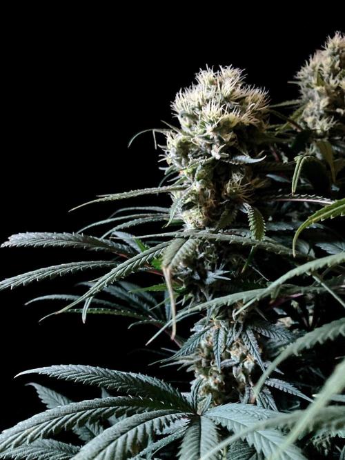 3M 🍁 NL x Thai. Week 13
