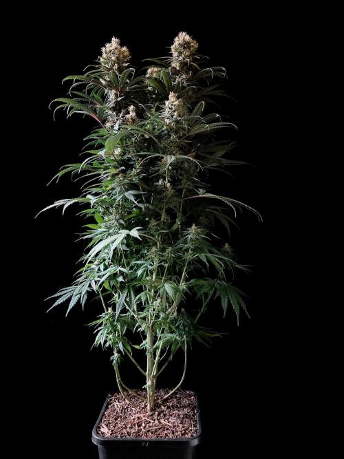 3M 🍁 NL x Thai. Week 13