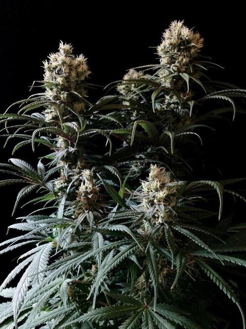 3M 🍁 NL x Thai. Week 13