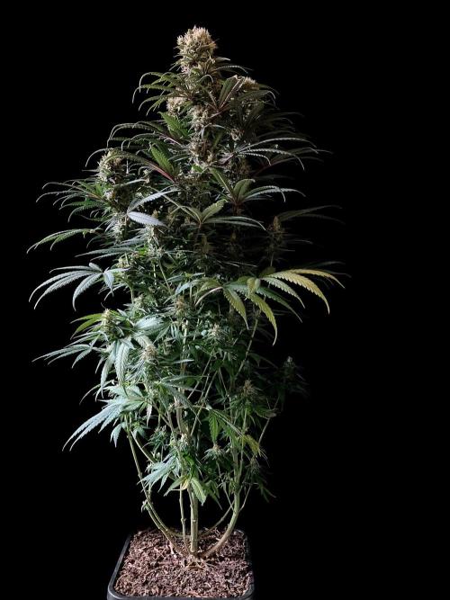 3M 🍁 NL x Thai. Week 13