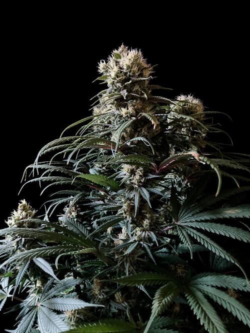 3M 🍁 NL x Thai. Week 13