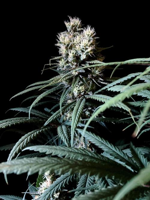 3M 🍁 NL x Thai. Week 13