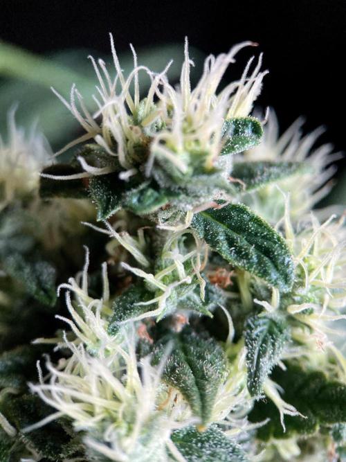 3M 🍁 NL x Thai. Week 13