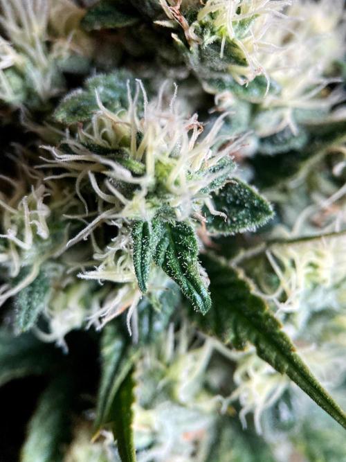 3M 🍁 NL x Thai. Week 13