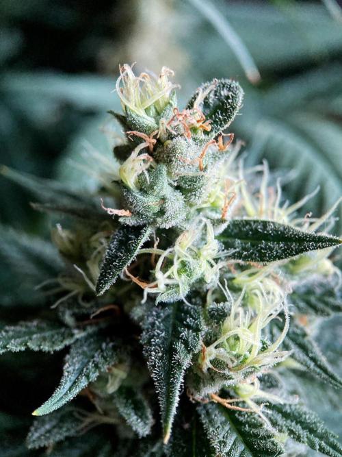 3M 🍁 NL x Thai. Week 13