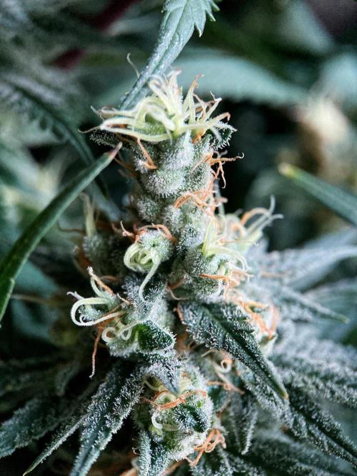 3M 🍁 NL x Thai. Week 13
